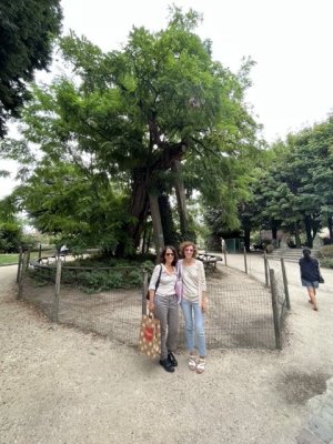 Devant le plus vieil arbre de Paris, un robinier.