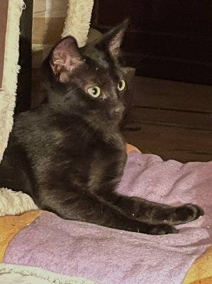 Herv, 4 mois, le chat de velours.