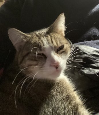 Le soir Nickie recherche ma compagnie