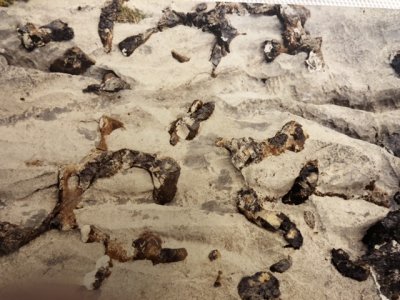 Silex mergeant dune plaque calcaire