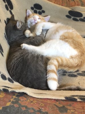 Louis et Rocky d’entendent bien