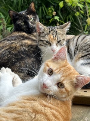 Louis devant Rubyblanche et Inky leur mère