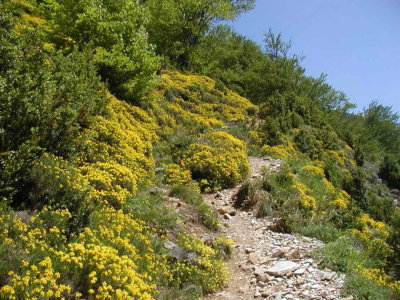 Chemin fleuri