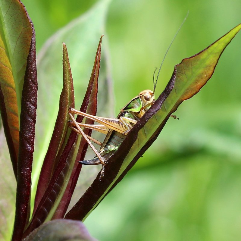 Metrioptera roeselii (synonym Roeseliana roeselii)