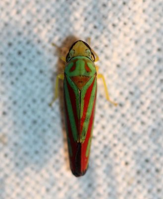 Cicadellidae