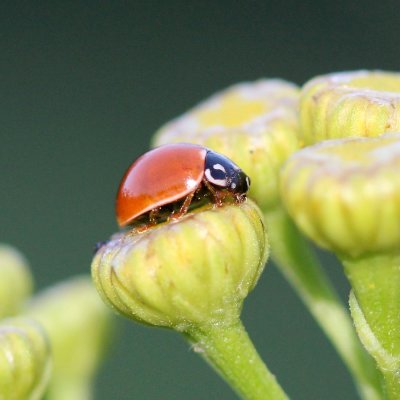 Cycloneda munda