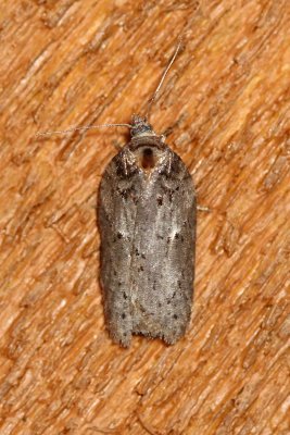 Acleris busckana