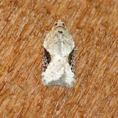 Acleris forbesana