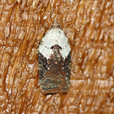 Acleris fragariana