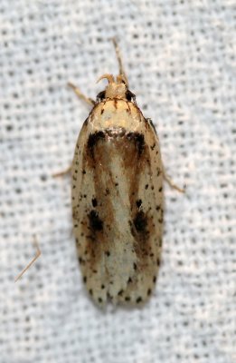 Agonopterix flavicomella