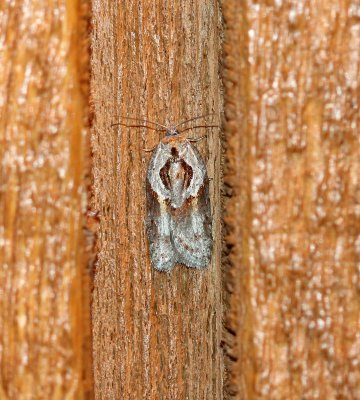 Acleris maculidorsana