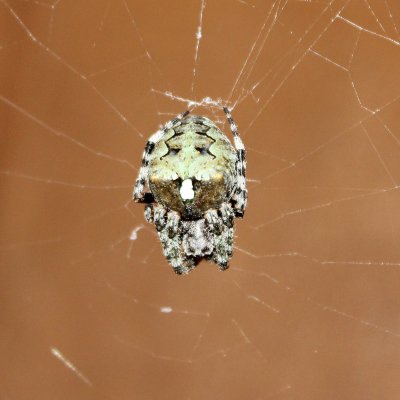 Araneus bicentenarius