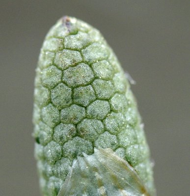 Equisetum sylvaticum (Woodland Horsetail)