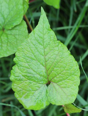 Polygonaceae