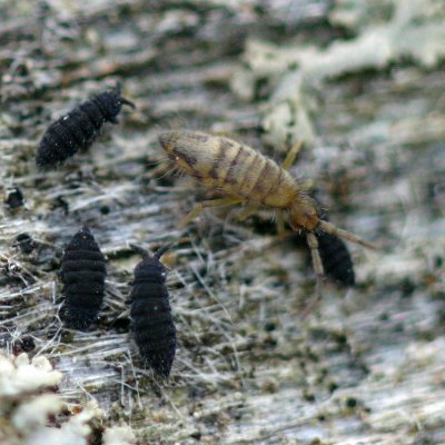 Hypogastrura nivicola and Entomobrya nivalis