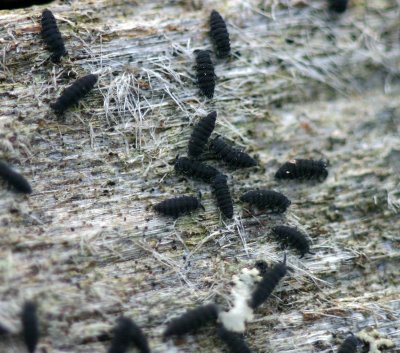 Collembola