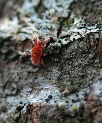 Family Trombidiidae