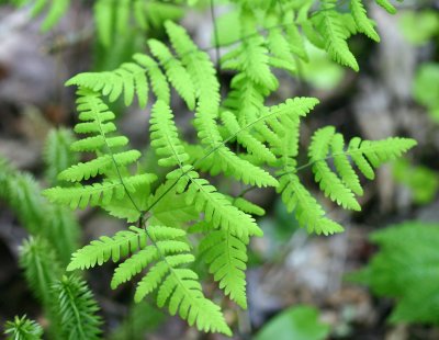 Ferns