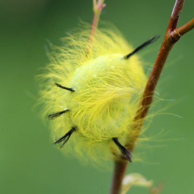 Acronicta lepusculina