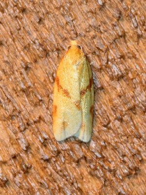 Sparganothini