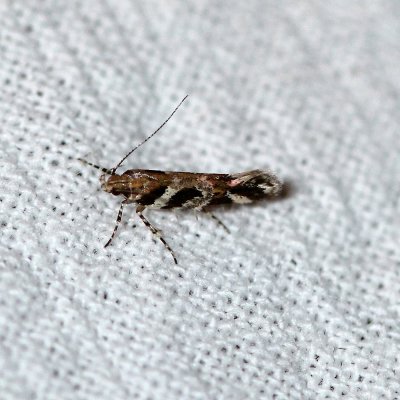 Aristotelia fungivorella