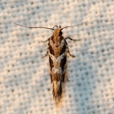 Aristotelia fungivorella