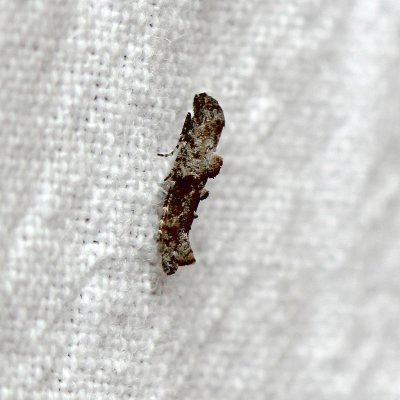 Epermenia albapunctella