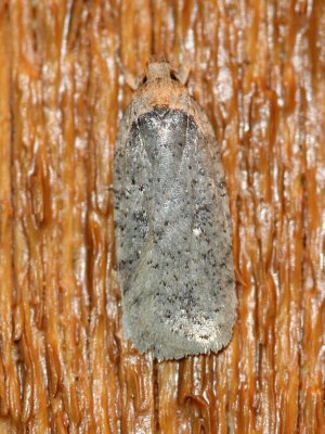 Agonopterix argillacea