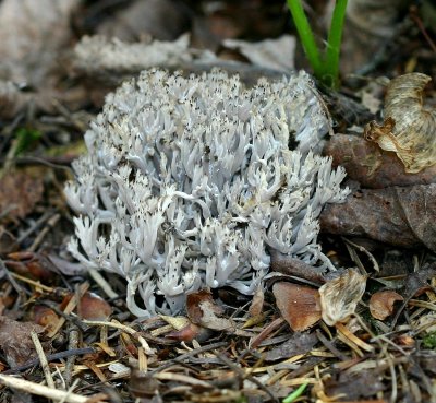 Coral Fungus