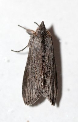 Cucullia intermedia