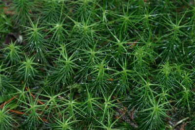 Bryophytes and Hepatophytes