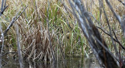 Emergent vegetation