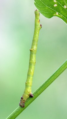 Geometrid Caterpillars