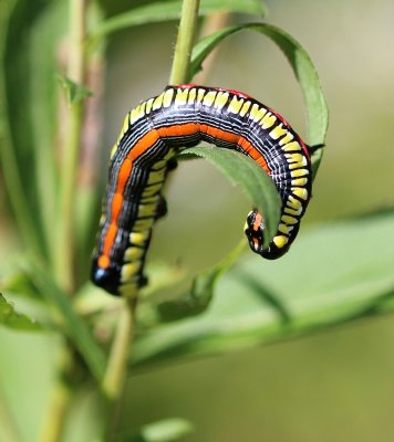 Noctuidae Caterpillars