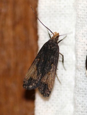 Dichomeris offula