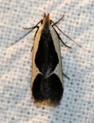 Dichomeris flavocostella