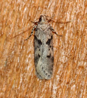 Chionodes fondella