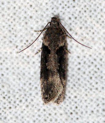 Chionodes mediofuscella