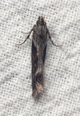 Gnorimoschema gallaesolidaginis