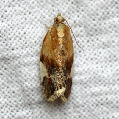 Clepsis persicana