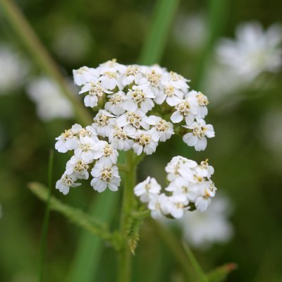 Asteraceae