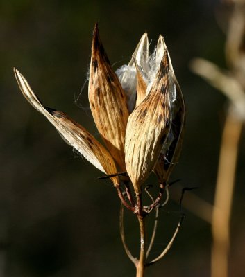 Asclepias incarnata