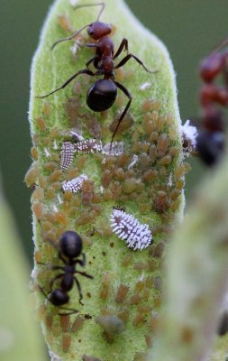 Scymninae larvae