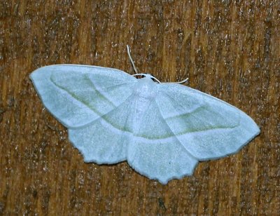 Geometridae