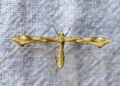 Pterophoridae
