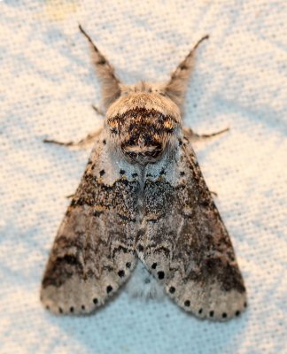 Notodontidae 
