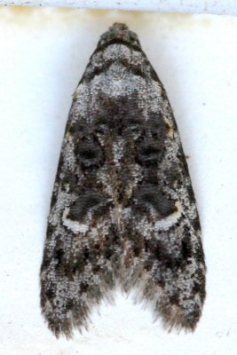 Carposinidae