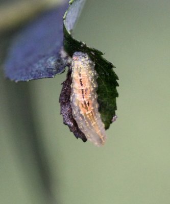 Syrphid fly maggot