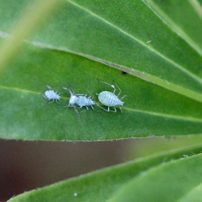 Macrosiphum albifrons