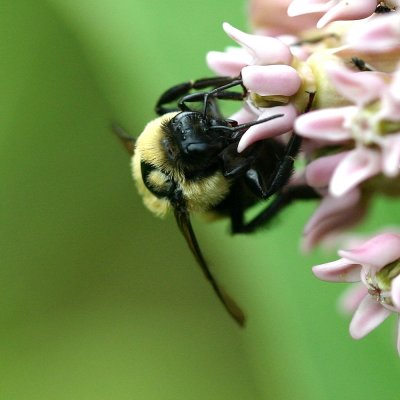 Anthophila (Apoidea)